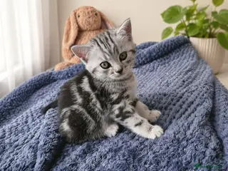 British Shorthair cats GCCF reg. BSH Last silver tabby girl Champion line - Advert 15