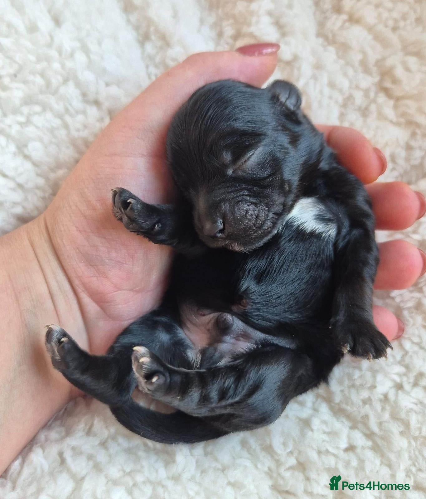 Yorkshire Terrier dogs Gorgeous Lilliputian Yorkies available  - Advert 1