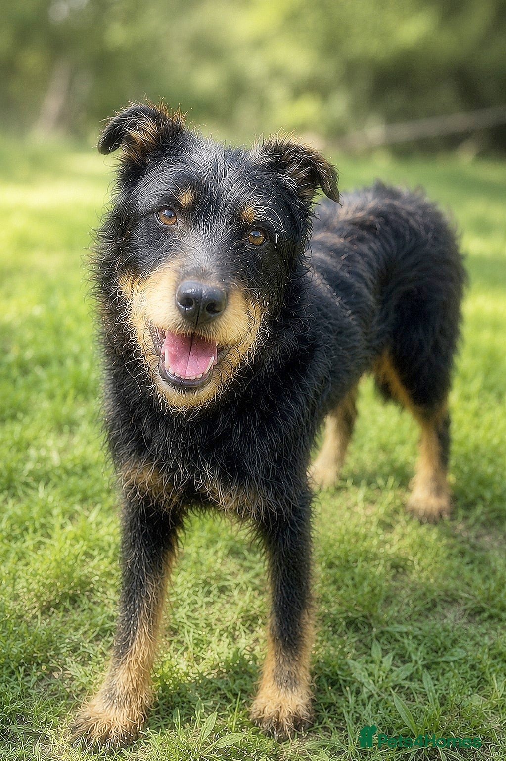 Mixed Breed dogs 🐾 Finley – Smart Scruffy Boy Ready to Belong ❤️ - Advert 22