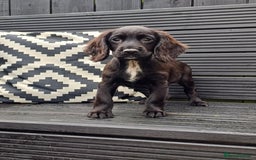 Cocker Spaniel dogs for sale: Cocker spaniel  in Gateshead - Image 10