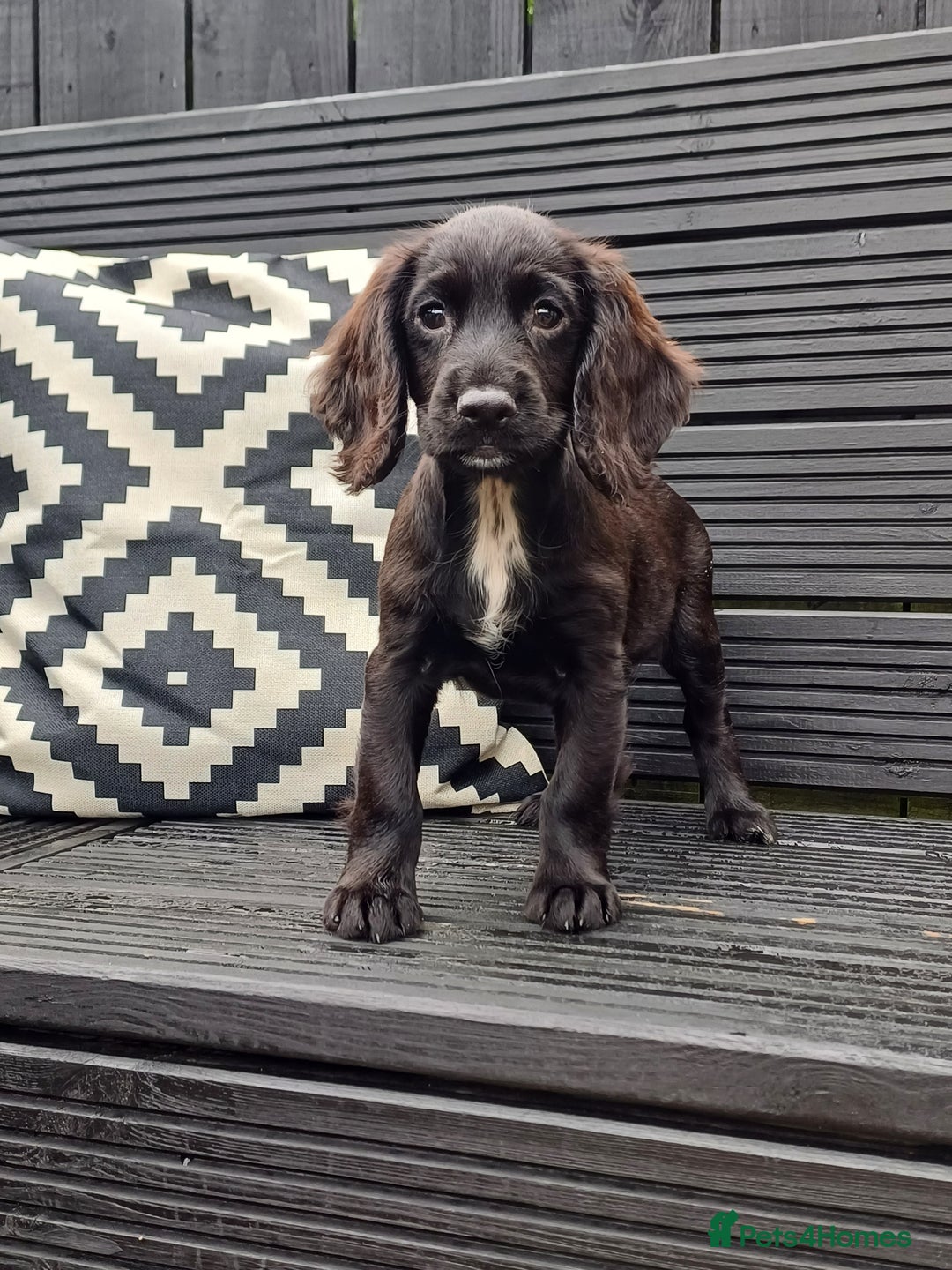 Cocker Spaniel dogs for sale: Cocker spaniel  in Gateshead - Image 10