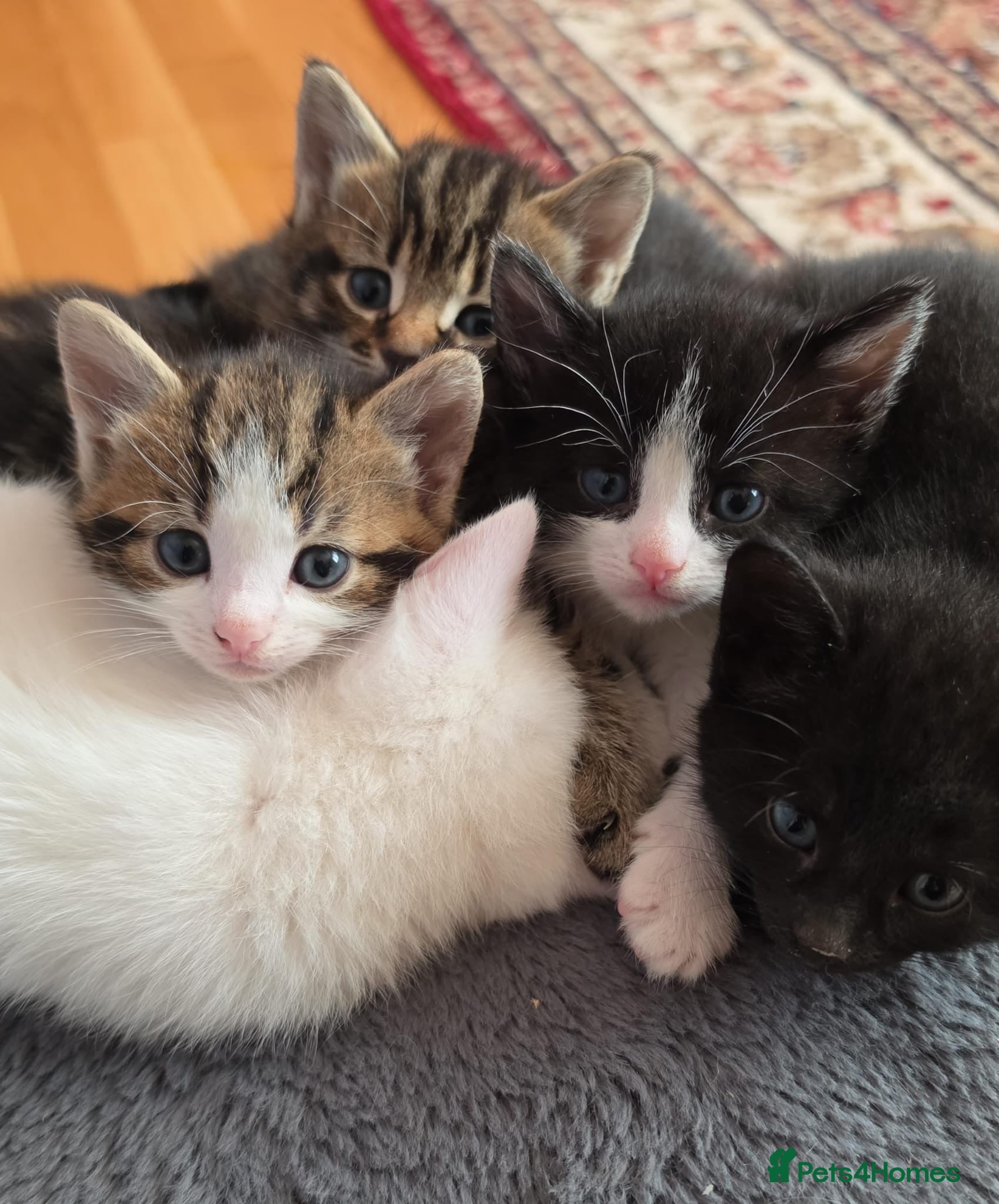 Mixed Breed cats Gorgeous Kittens - 5 LEFT - Advert 8