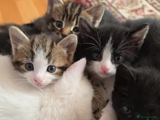 Mixed Breed cats Gorgeous Kittens - 5 LEFT - Advert 8