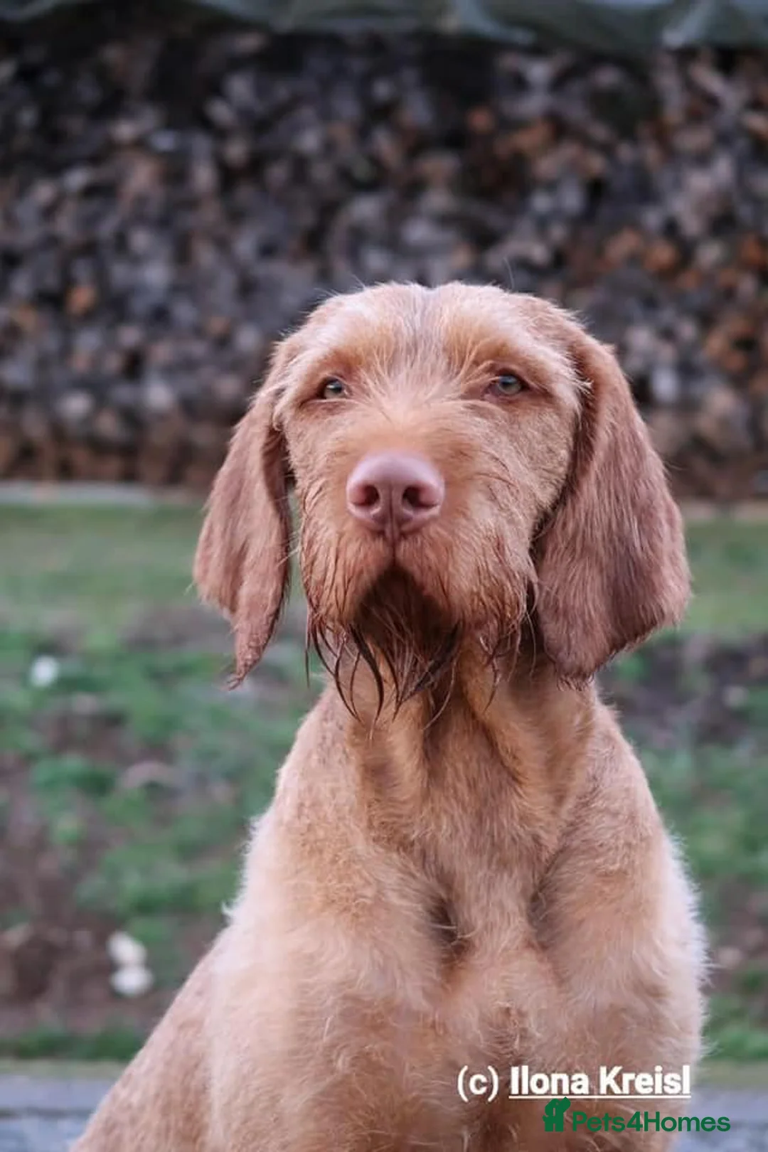 Hungarian Vizsla dogs for stud: Hungarian Wire Haired Vizsla Stud (Fully Tested) in Llangollen - Advert 8