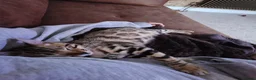 Bengal cats for sale: Pure Bengal kitten in need of a loving home - Advert 12