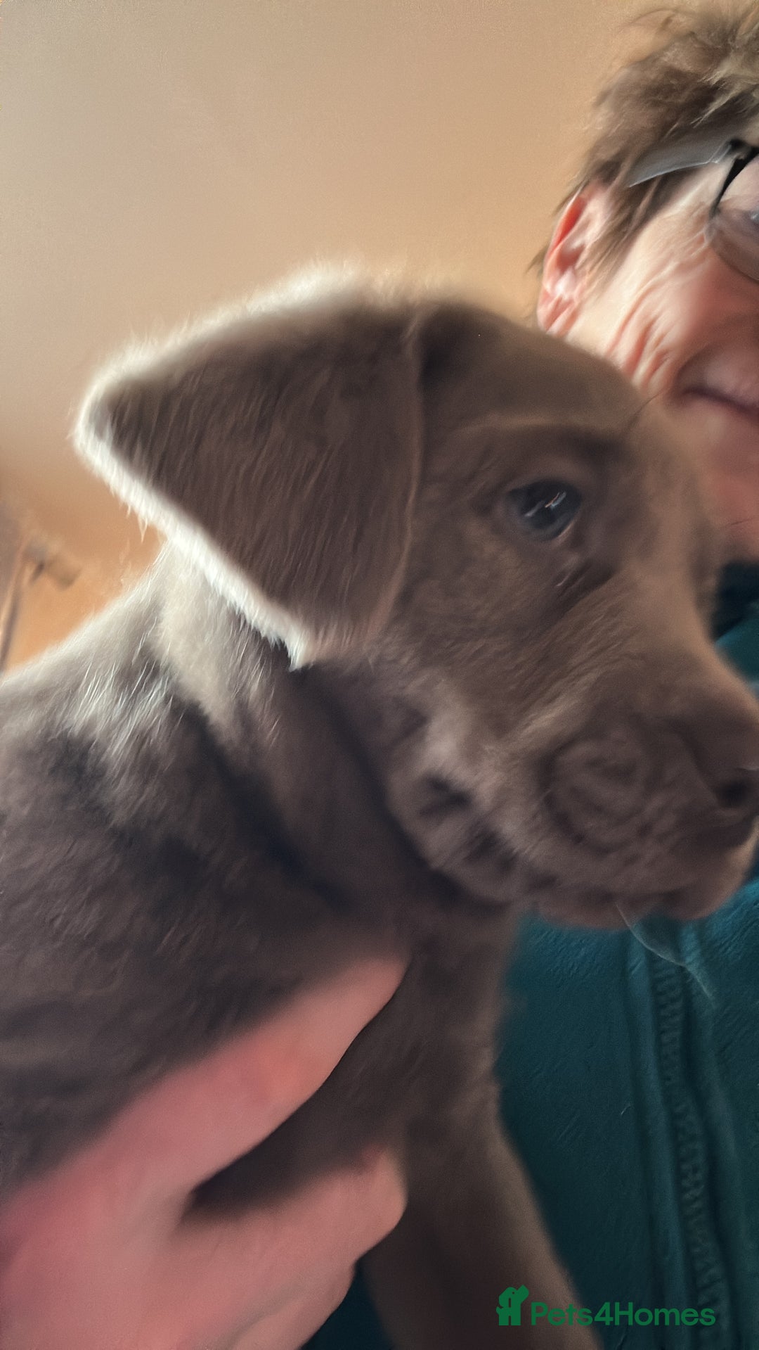 Labrador Retriever dogs for sale: 🔥 KC LABRADOR PUPPIES SILVER CHOCOLATE AND BLACK - Advert 26