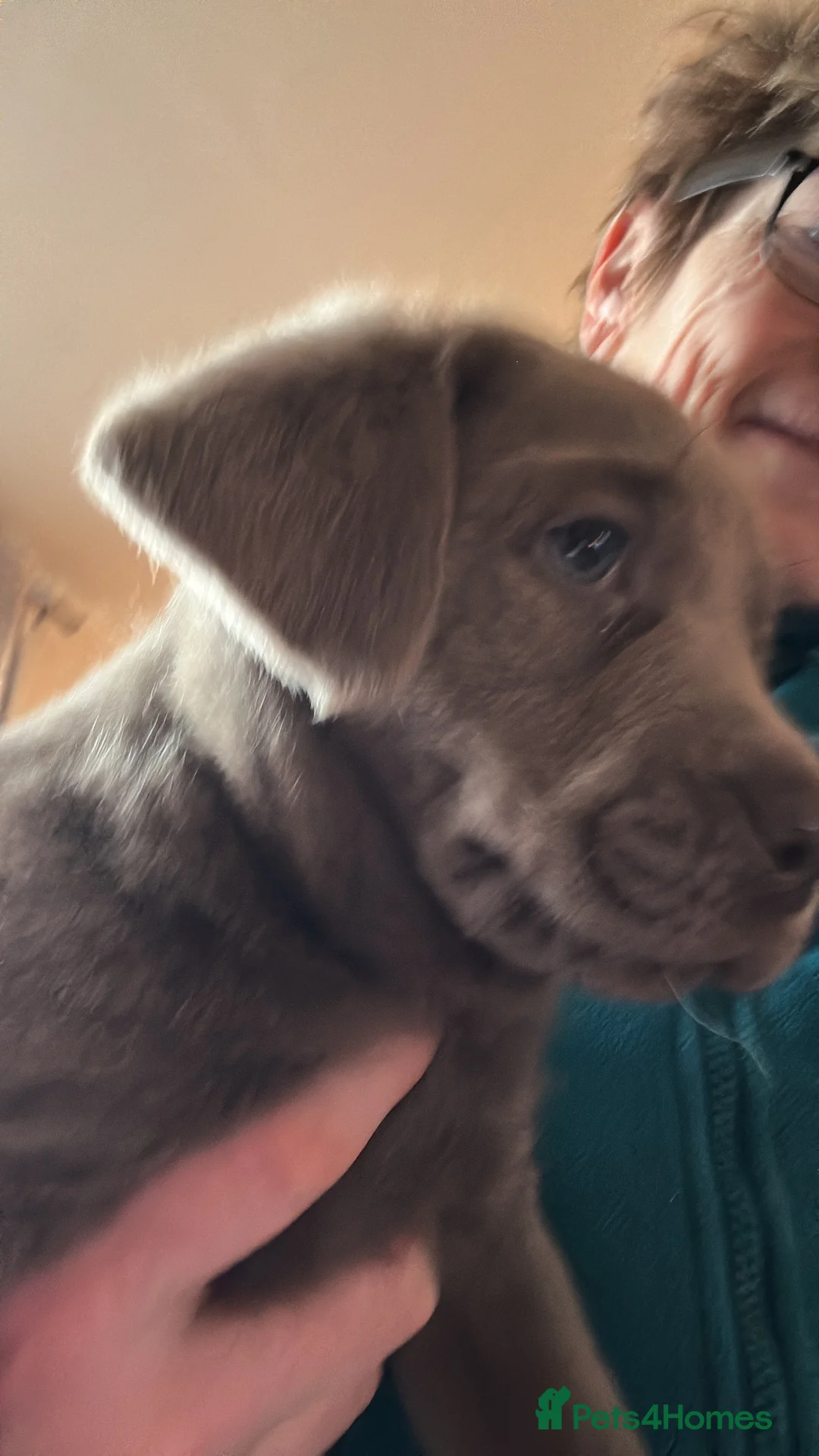 Labrador Retriever dogs for sale: 🔥 KC LABRADOR PUPPIES SILVER CHOCOLATE AND BLACK - Advert 8