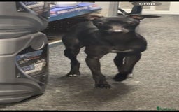 Italian Greyhound dogs for stud: Outstanding Boy - 25 champions in 5 generations - Image 2
