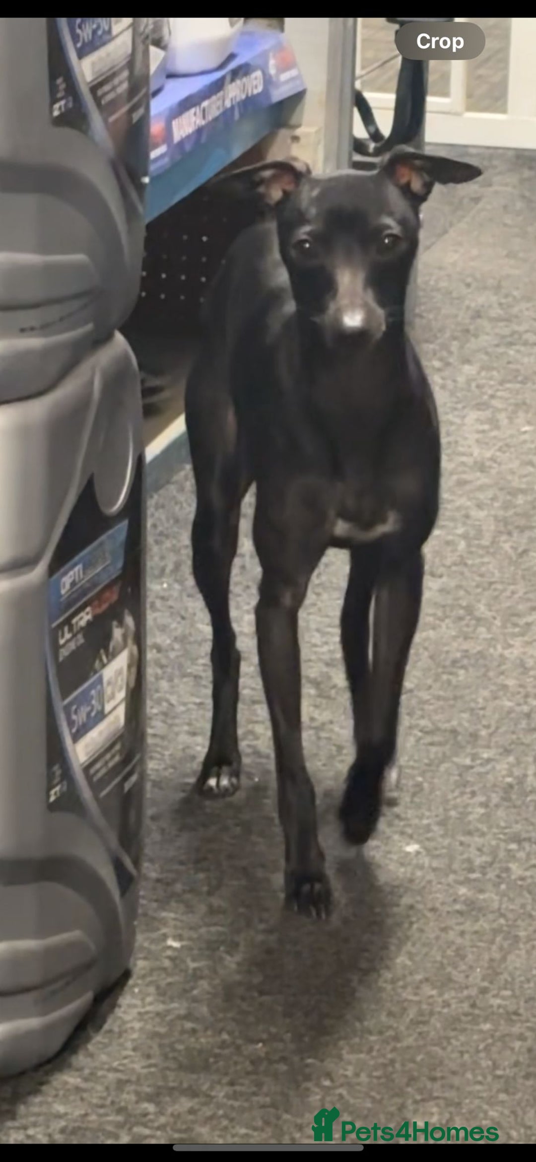 Italian Greyhound dogs for stud: Outstanding Boy - 25 champions in 5 generations - Image 2