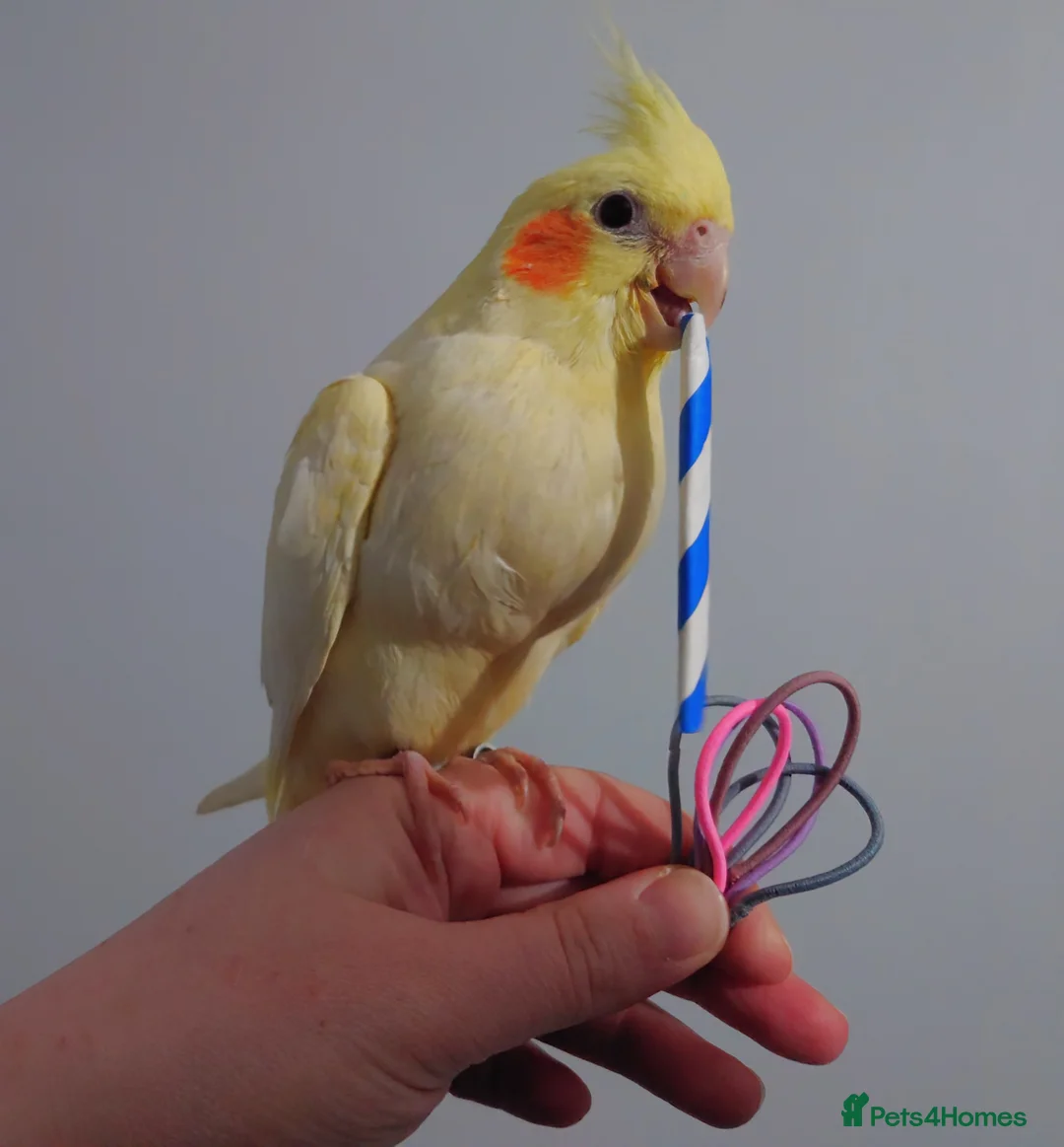 Cockatiels birds for sale: Hand reread silly tame DNA sexed baby cockatiels  - Advert 6