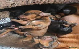 Miniature Dachshund dogs for sale: Miniature Dachshunds Seeking Forever Homes - Image 18