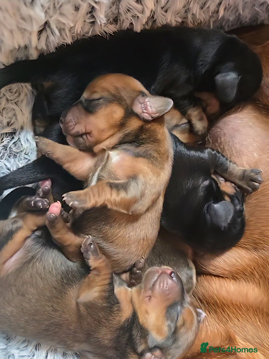 Miniature Dachshund dogs for sale: Miniature Dachshunds Seeking Forever Homes - Image 18