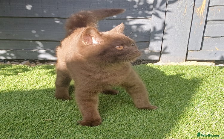 British Shorthair cats - Advert 8