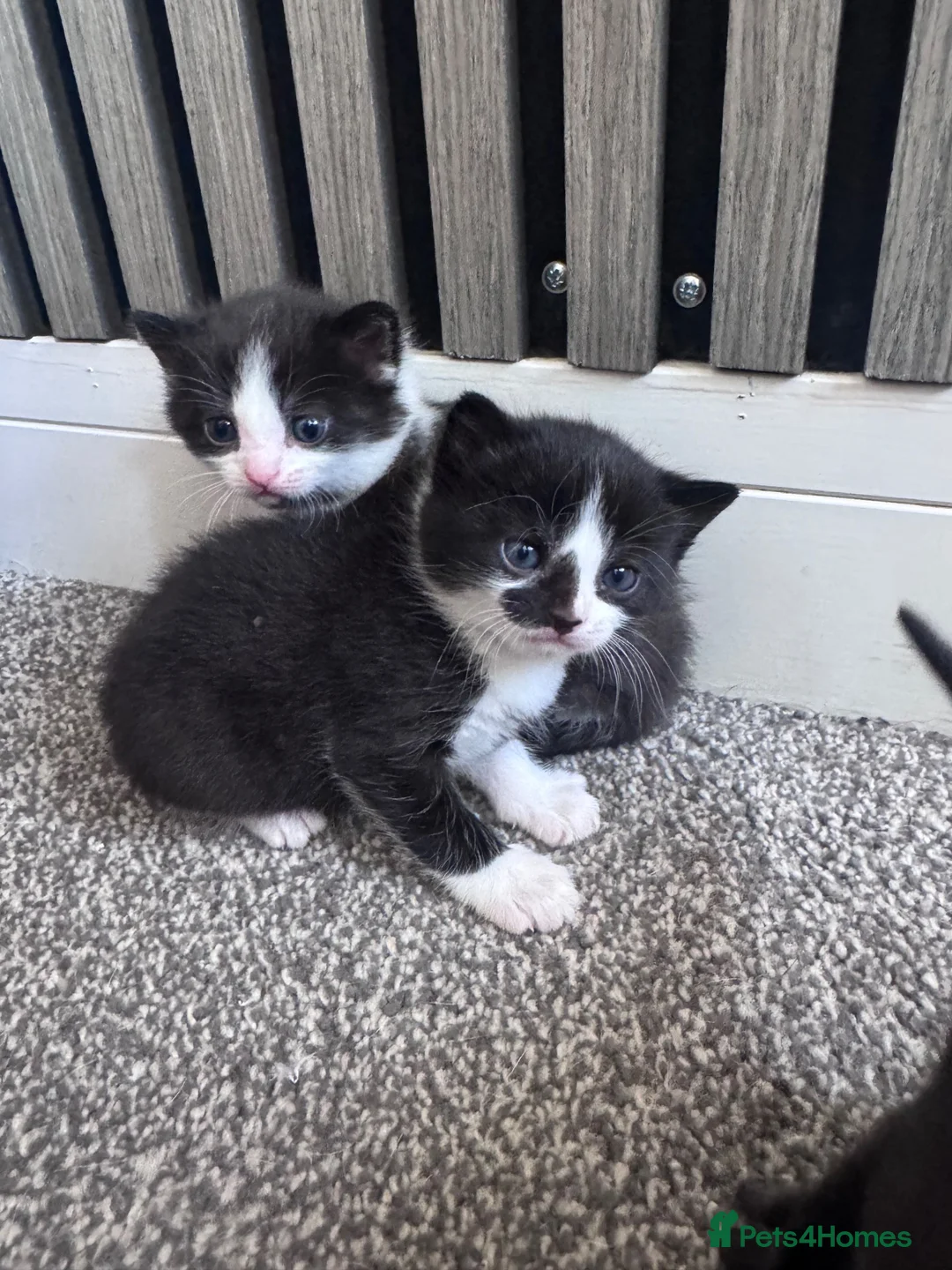 Mixed Breed cats for sale: Beautiful kittens needing new homes  - Advert 2