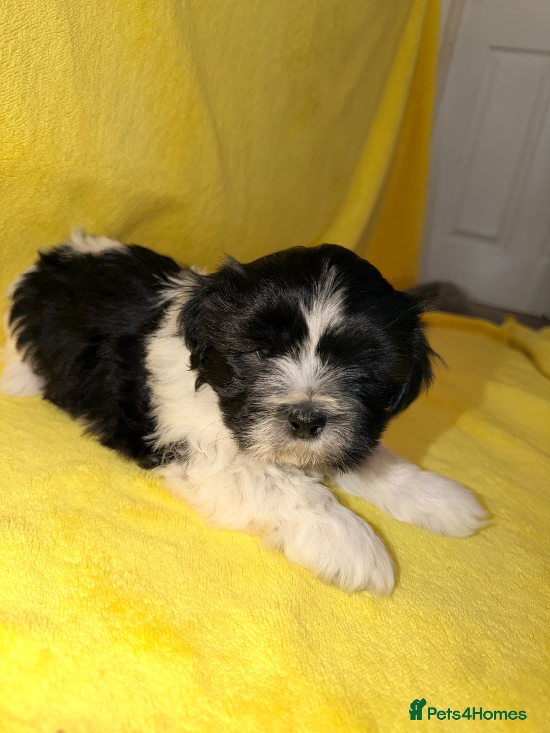 Shih Tzu dogs for sale: ✨ puppies Shih Tzu ✨  - Image 4