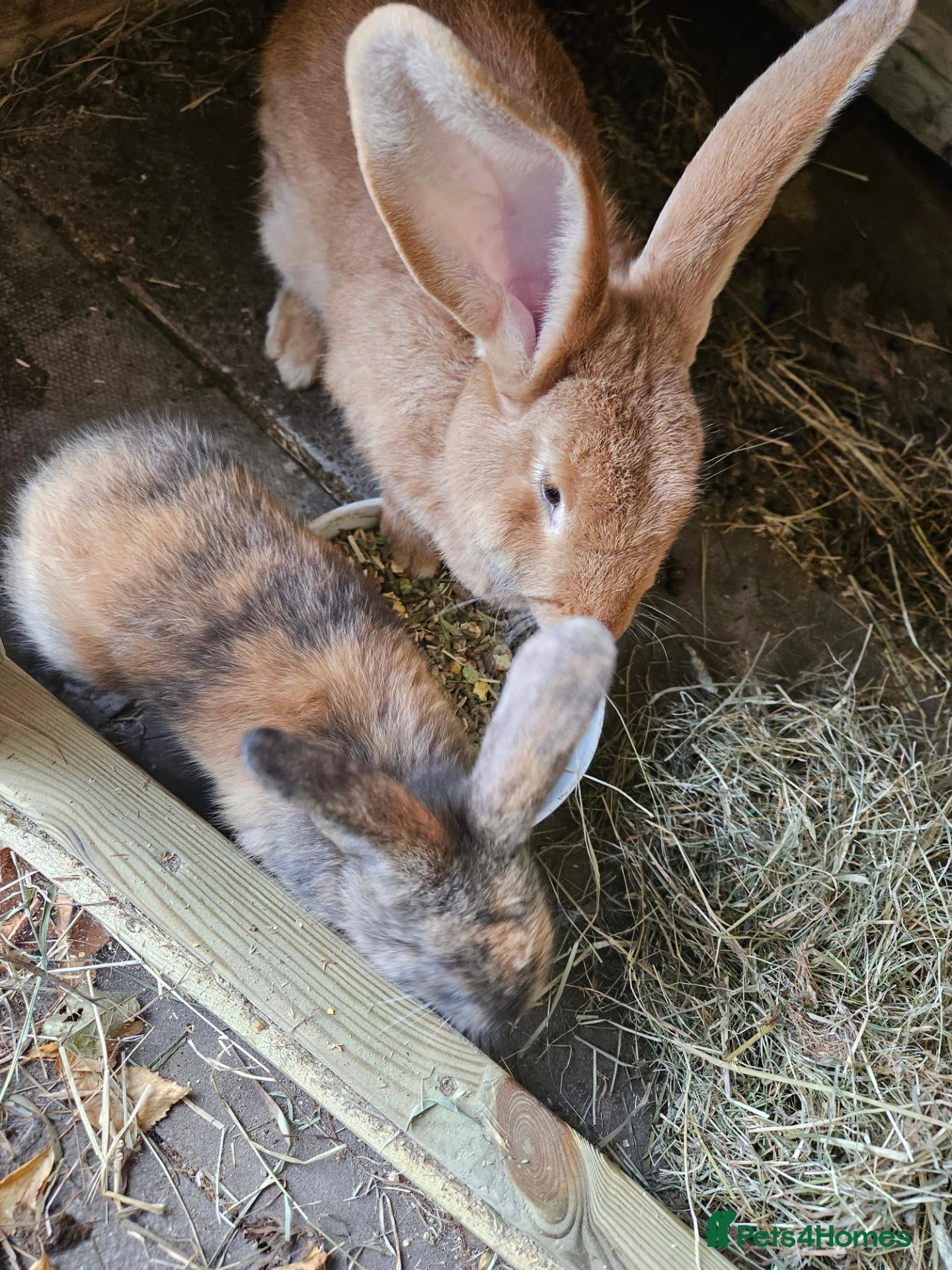 Continental Giant rabbits for sale: Continental baby boy harlequin gorgeous  - Advert 1