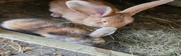 Continental Giant rabbits for sale: Continental baby boy harlequin gorgeous  - Advert 1