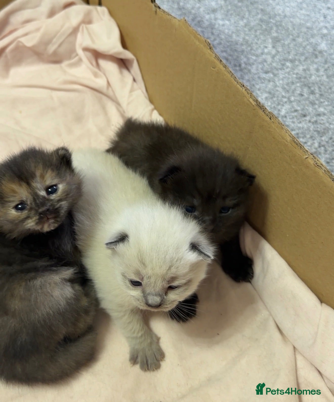 British Shorthair cats Kittens British Shorthair x Norwegian Forest Cat - Advert 7
