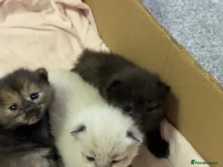 British Shorthair cats Kittens British Shorthair x Norwegian Forest Cat - Advert 1