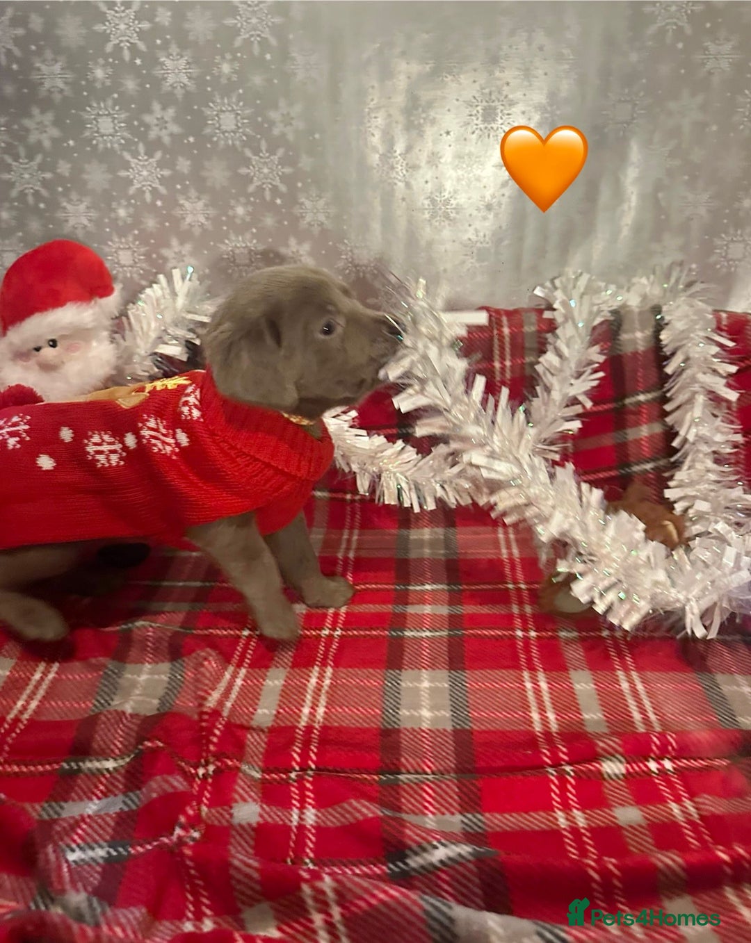 Labrador Retriever dogs for sale: !REDUCED! silver labrador's KC - Advert 4