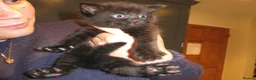 Mixed Breed cats for sale: Three well adjusted mixed breed Kittens  - Advert 9