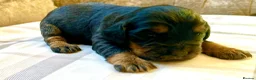Cocker Spaniel dogs for sale:  KC Reg Beautiful Show Type Cocker Spaniel Litter - Advert 19