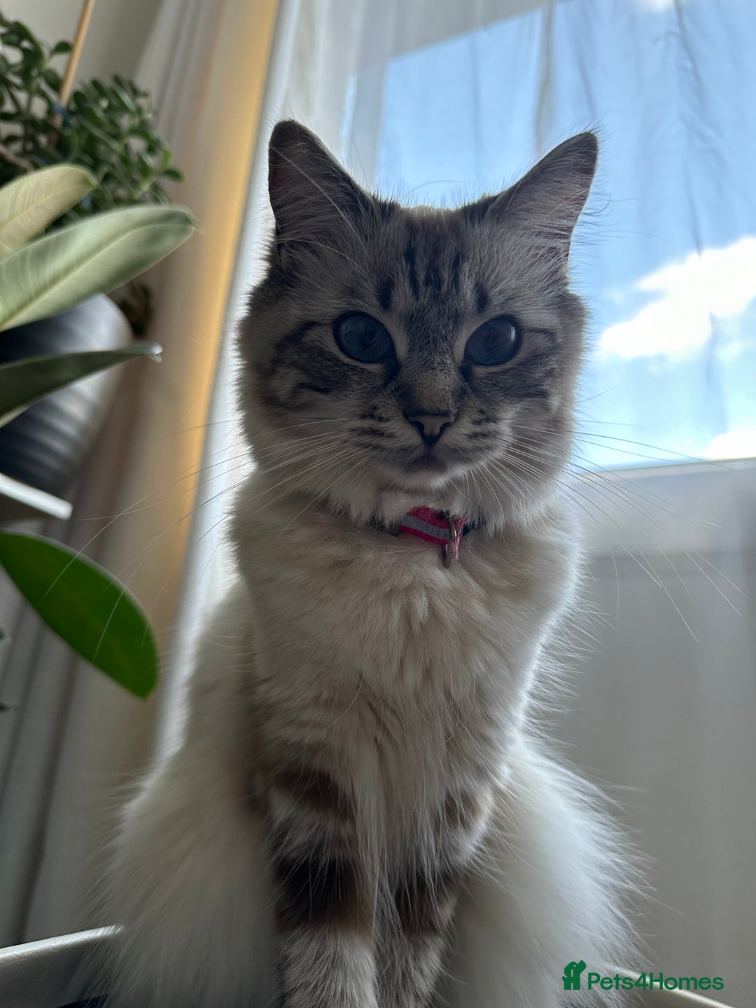 Ragdoll cats for sale: 🐾 Stunning Litter of Ragdoll Kittens - Advert 11