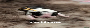 Yellow girl 