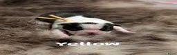 Boston Terrier dogs for sale: Beautiful Boston terrier puppies for sale  - Advert 5
