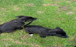 Mixed Breed dogs for sale: Labrador cross lurcher (lurcherdors) in Northallerton - Image 14