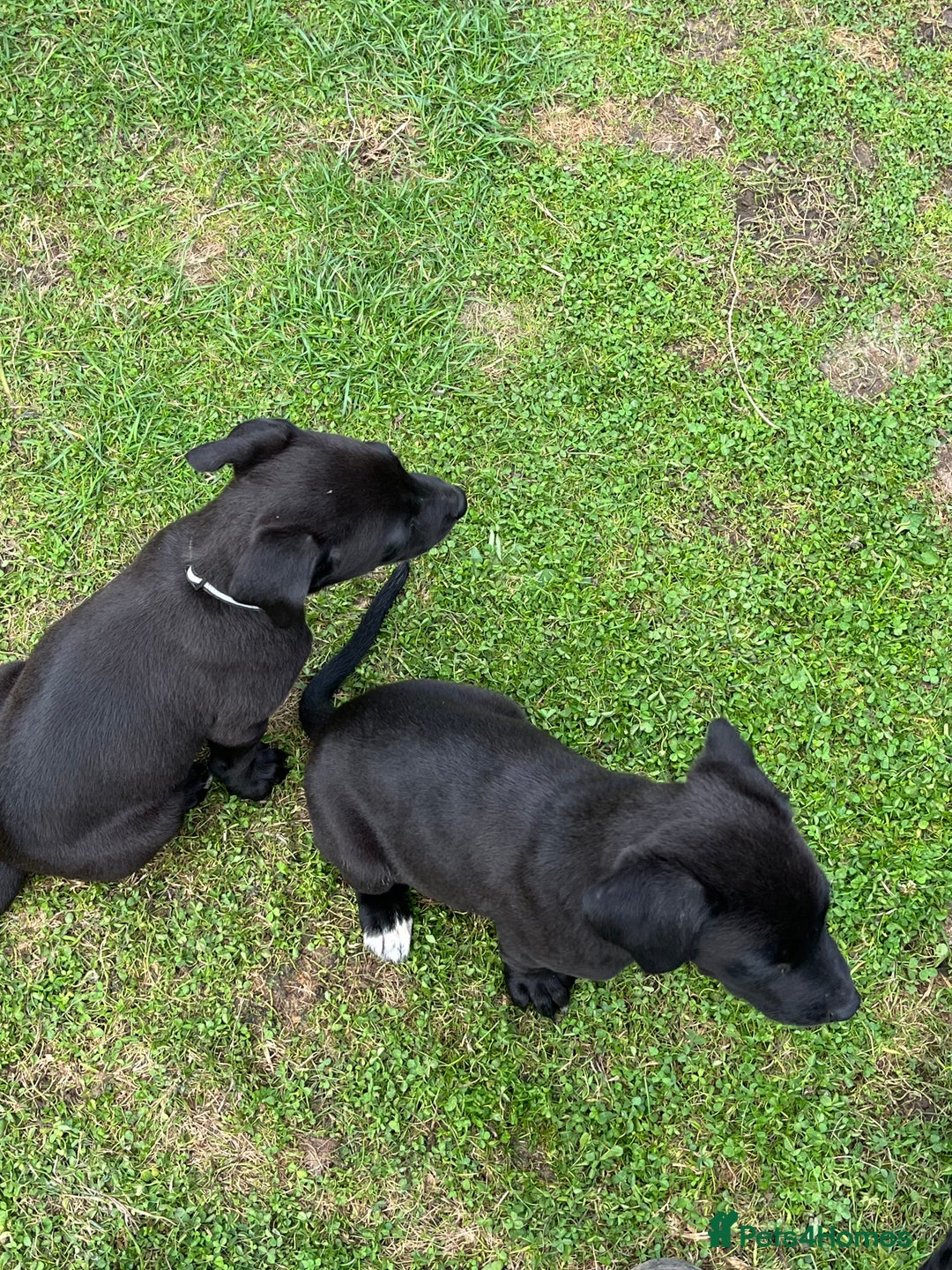 Mixed Breed dogs for sale: Labrador cross lurcher (lurcherdors) in Northallerton - Image 14