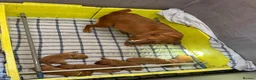 Labrador Retriever dogs for sale: 🧡 Fox Red KC working Labrador’s  in Thetford - Advert 40
