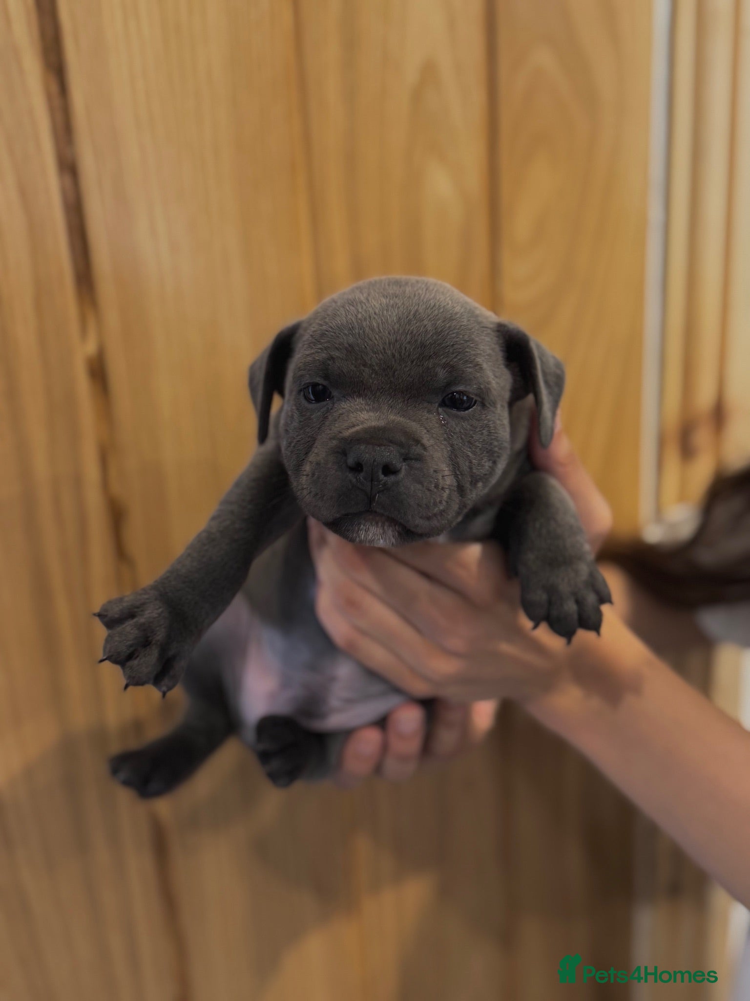 Staffordshire Bull Terrier dogs Health Tested KC Staffordshire Bull Terriers - Advert 1