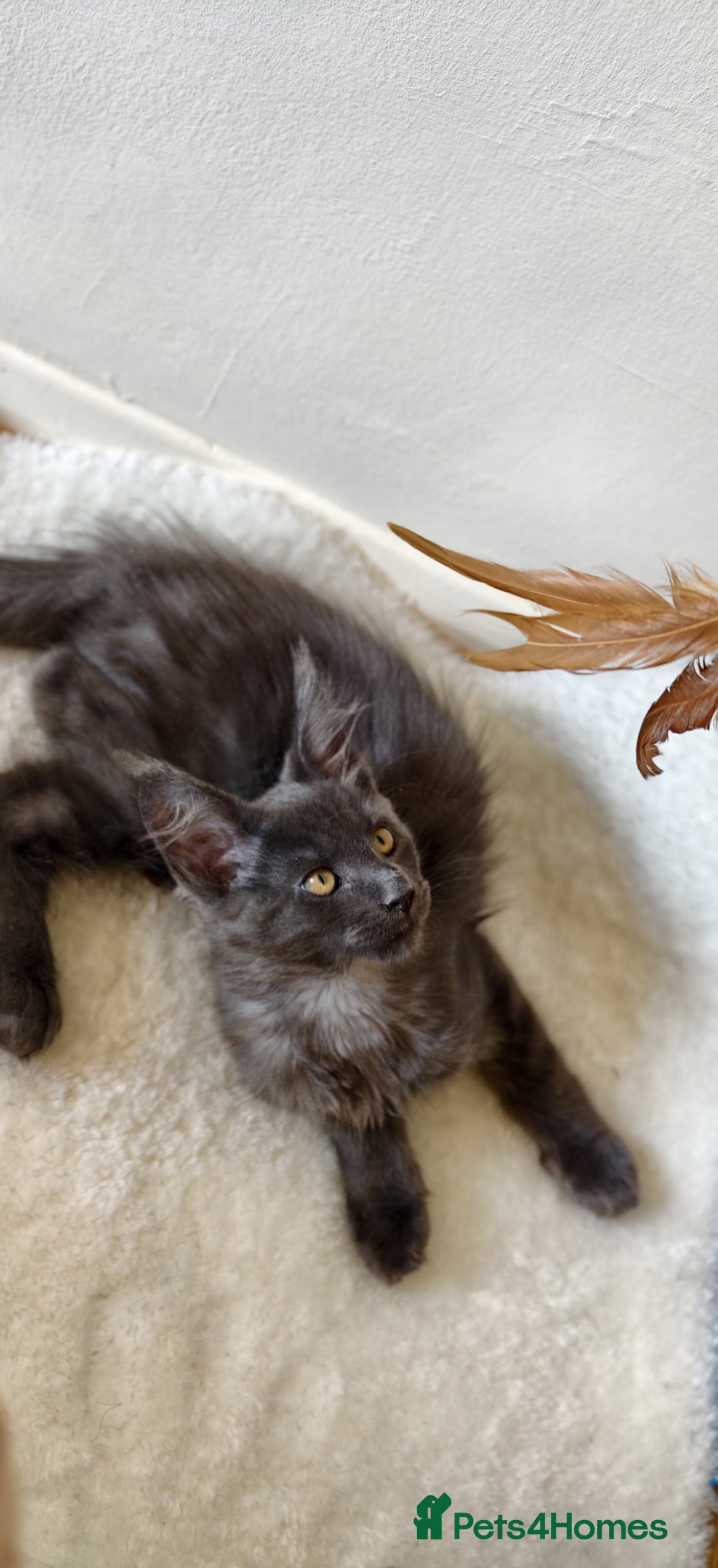 Maine Coon cats for sale: 25% OFF PURE MAINE COONS FROM CHAMPION BLOODLINE! - Image 15