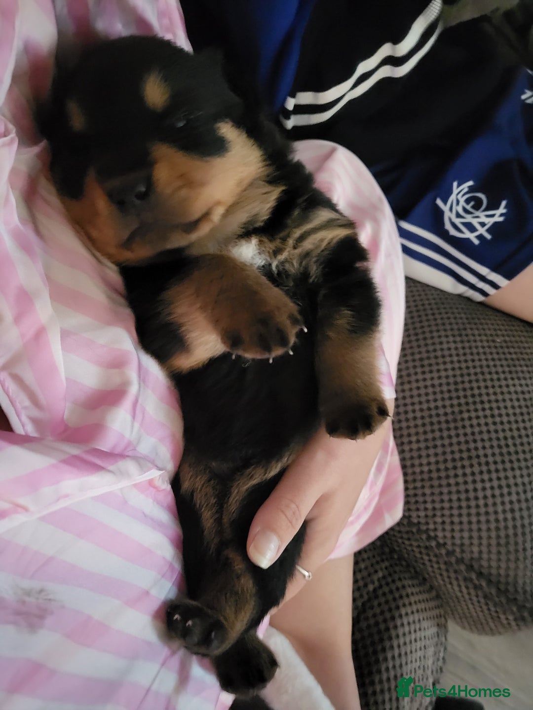 Rottweiler dogs for sale: 1 male 1 female rottweiler  - Image 19