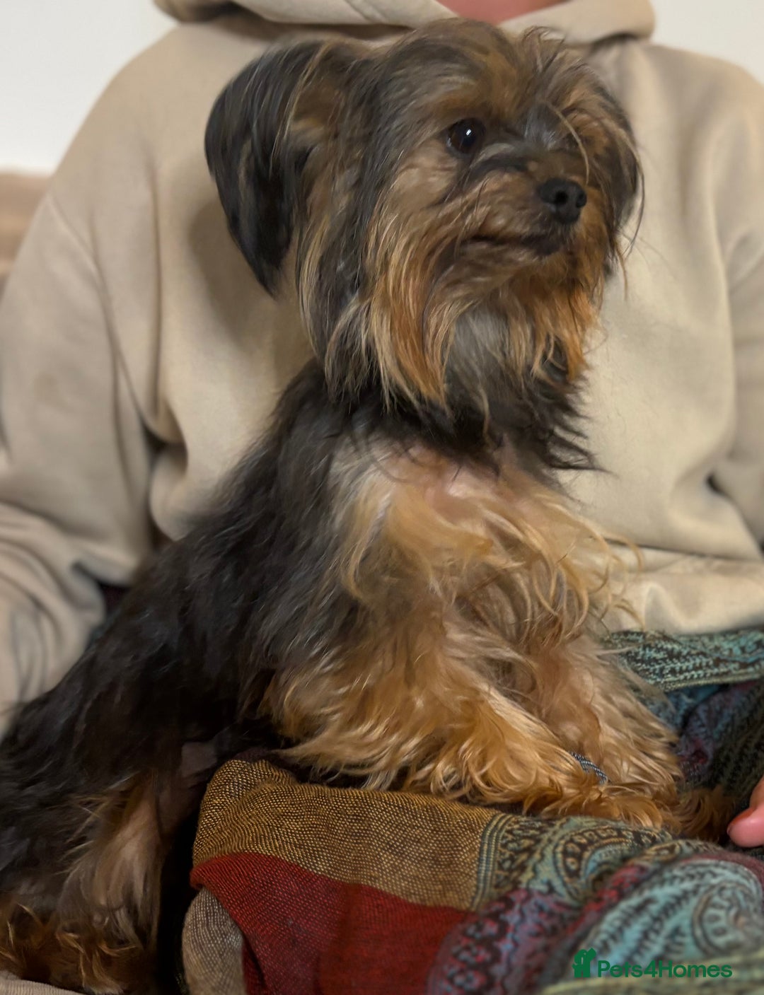 Yorkshire Terrier dogs for sale: ♥️ 2 Yorkshire Terrier girls ♥️  - Image 18