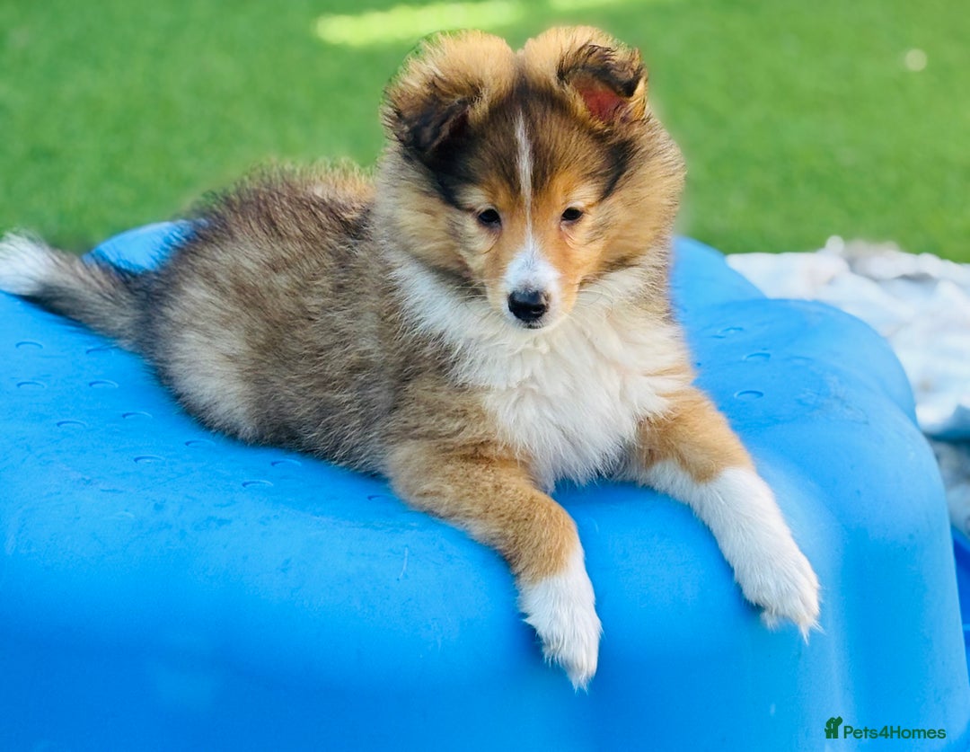 Shetland Sheepdog dogs for sale: Beautiful Shetland Sheepdog Puppies  in Goole - Image 12