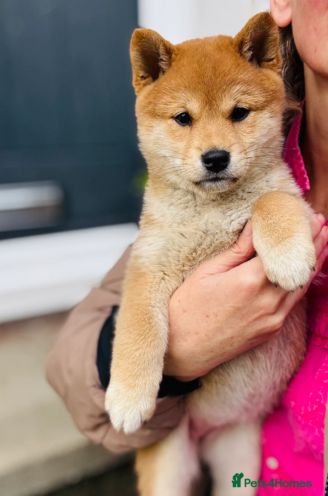 Japanese Shiba Inu dogs for sale: 10 weeks old KC Black/Tan Boy 💖 - Advert 34