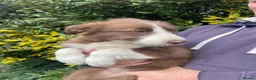 Bearded Collie dogs for sale: Beautiful bouncing Beardies  - Advert 10