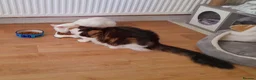 Mixed Breed cats for adoption: King Tut is looking for cuddles - Advert 19