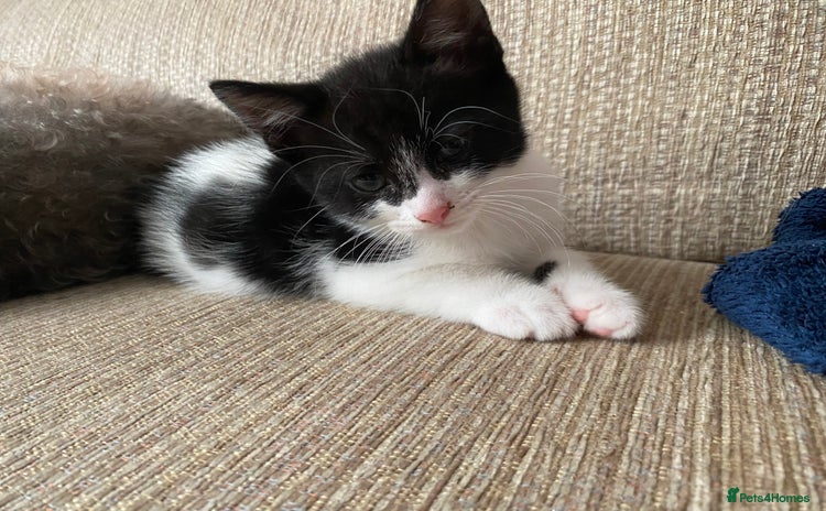 Mixed Breed cats - Advert 5