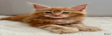 🧡Mr Orange🧡