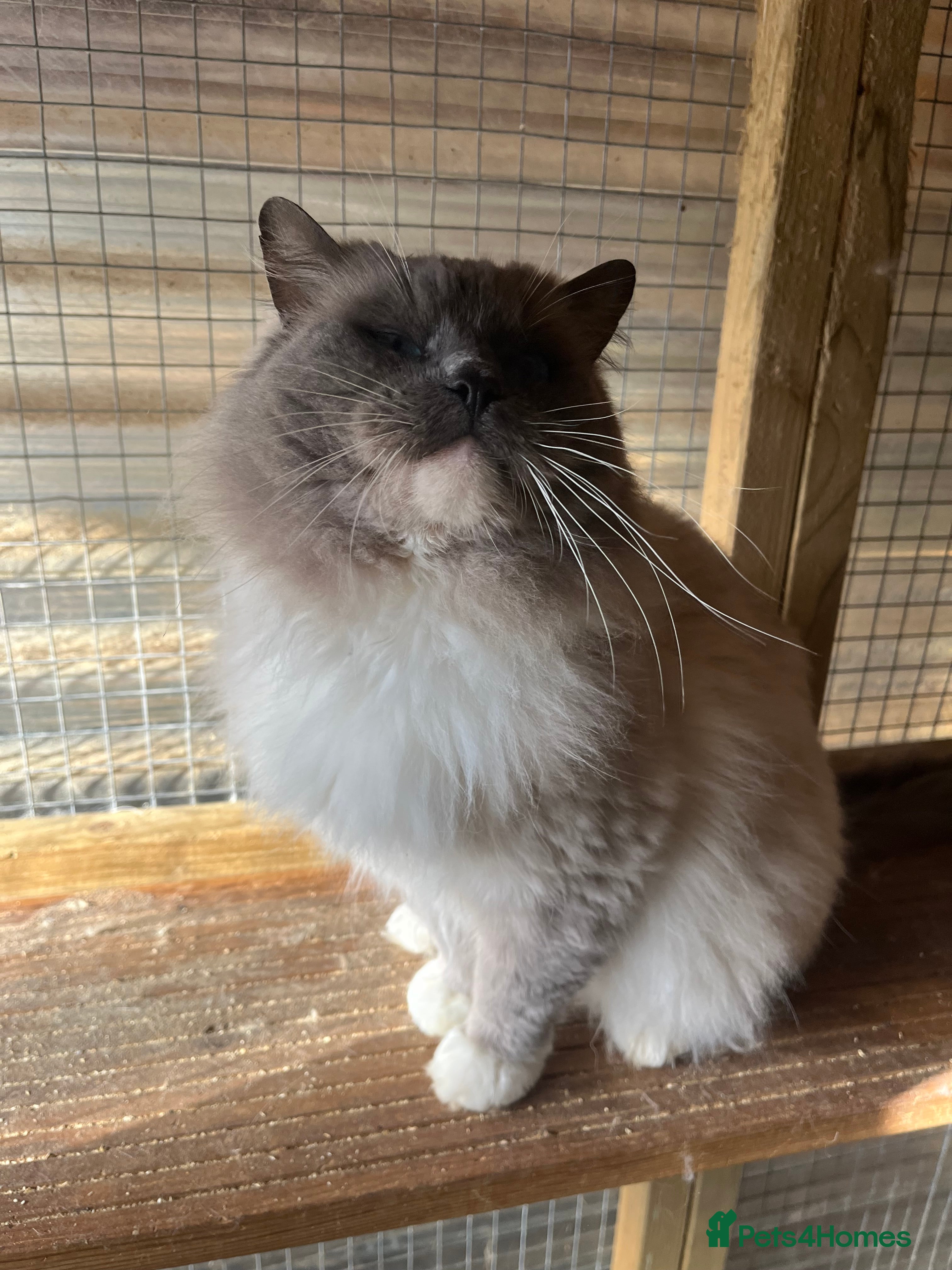 Ragdoll cats Gccf/Tica male ragdoll for stud  in Ashford - Advert 15