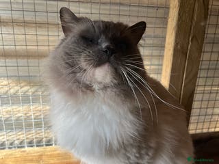 Ragdoll cats Gccf/Tica male ragdoll for stud in Ashford - Advert 15