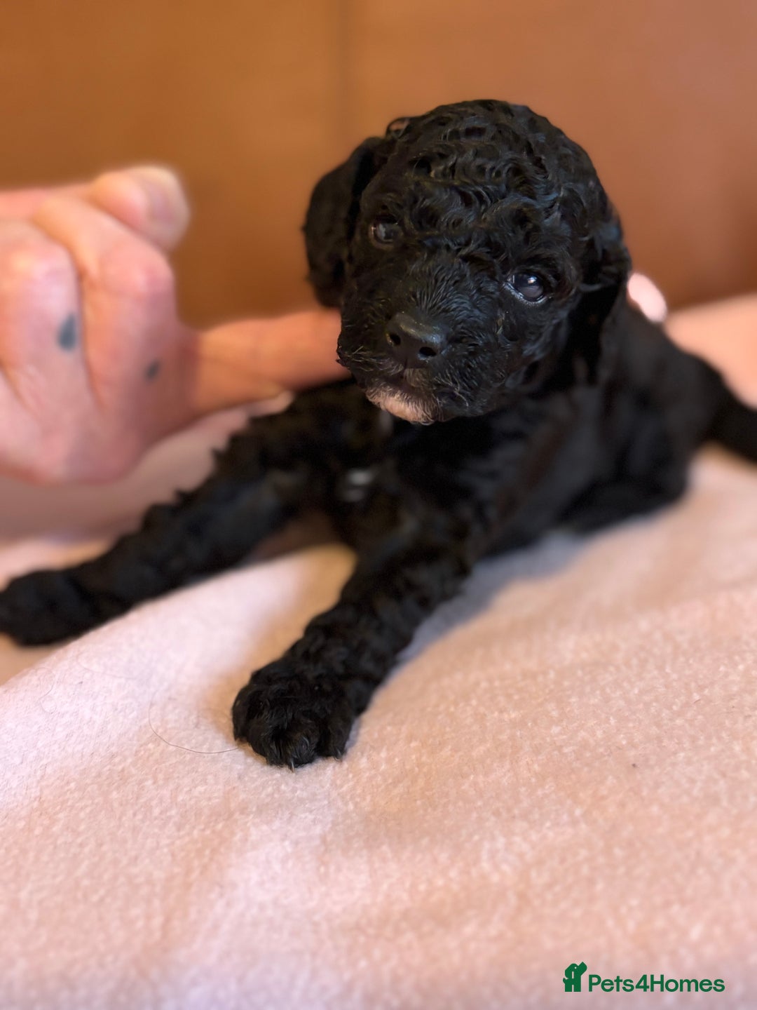 Toy Poodle dogs for sale: Toy poodle - Advert 5