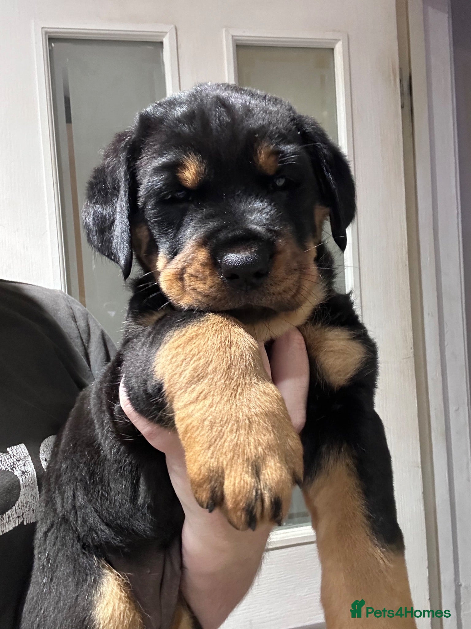 Rottweiler dogs Last little girl  - Advert 1