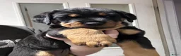 Rottweiler dogs for sale: Last little girl  - Advert 1
