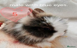 Lionhead rabbits for sale: Double maned lionheads, all with blue eyes. - Image 4