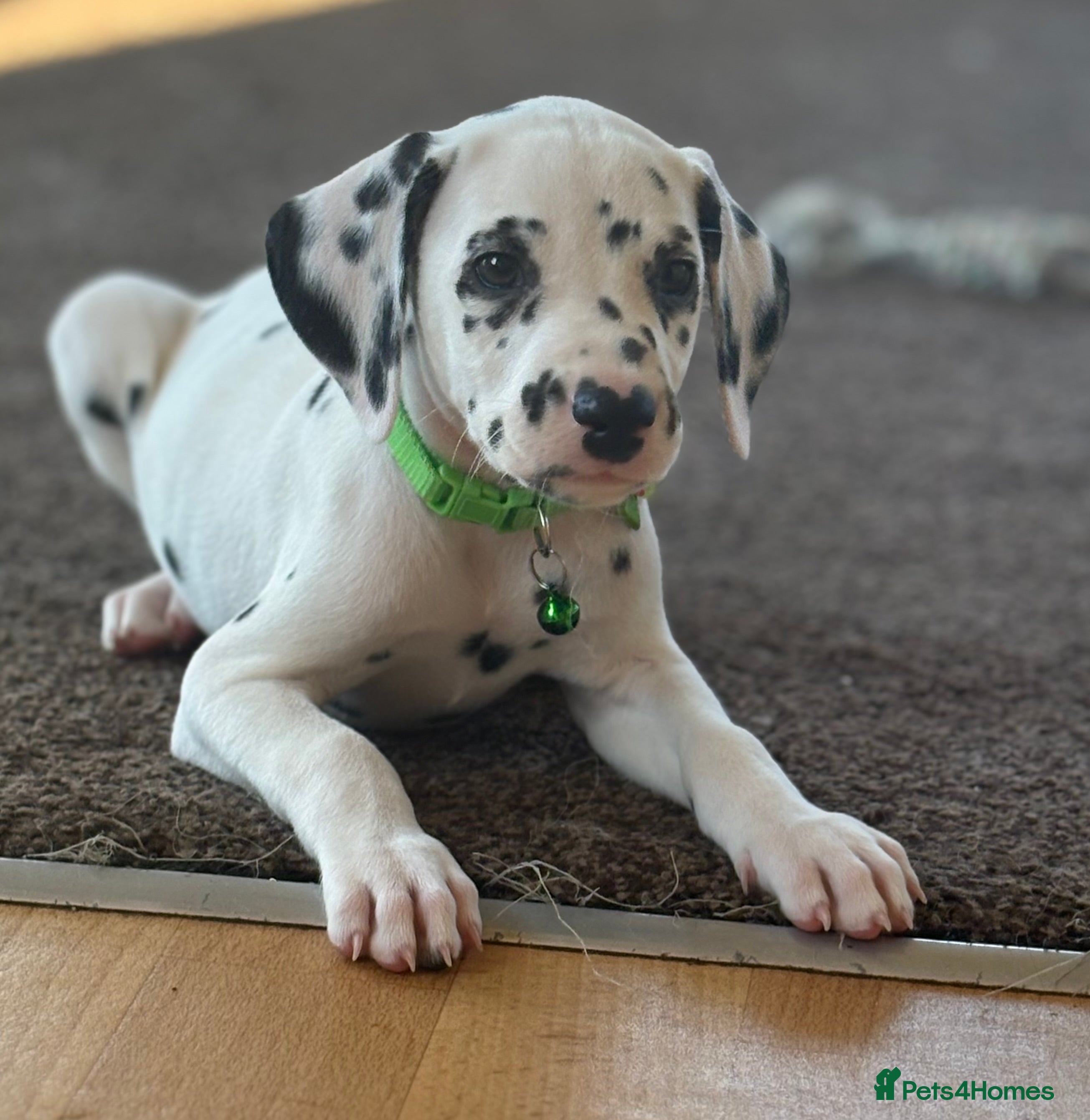 Dalmatian dogs Beautiful Dalmatian puppies ready to reserve  - Advert 2