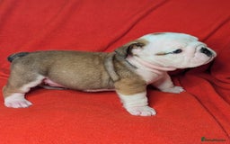 English Bulldog dogs for sale: Nine stunning bulldogs - Image 9